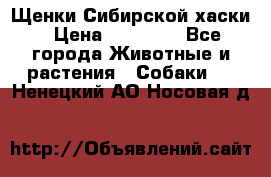 Щенки Сибирской хаски › Цена ­ 18 000 - Все города Животные и растения » Собаки   . Ненецкий АО,Носовая д.